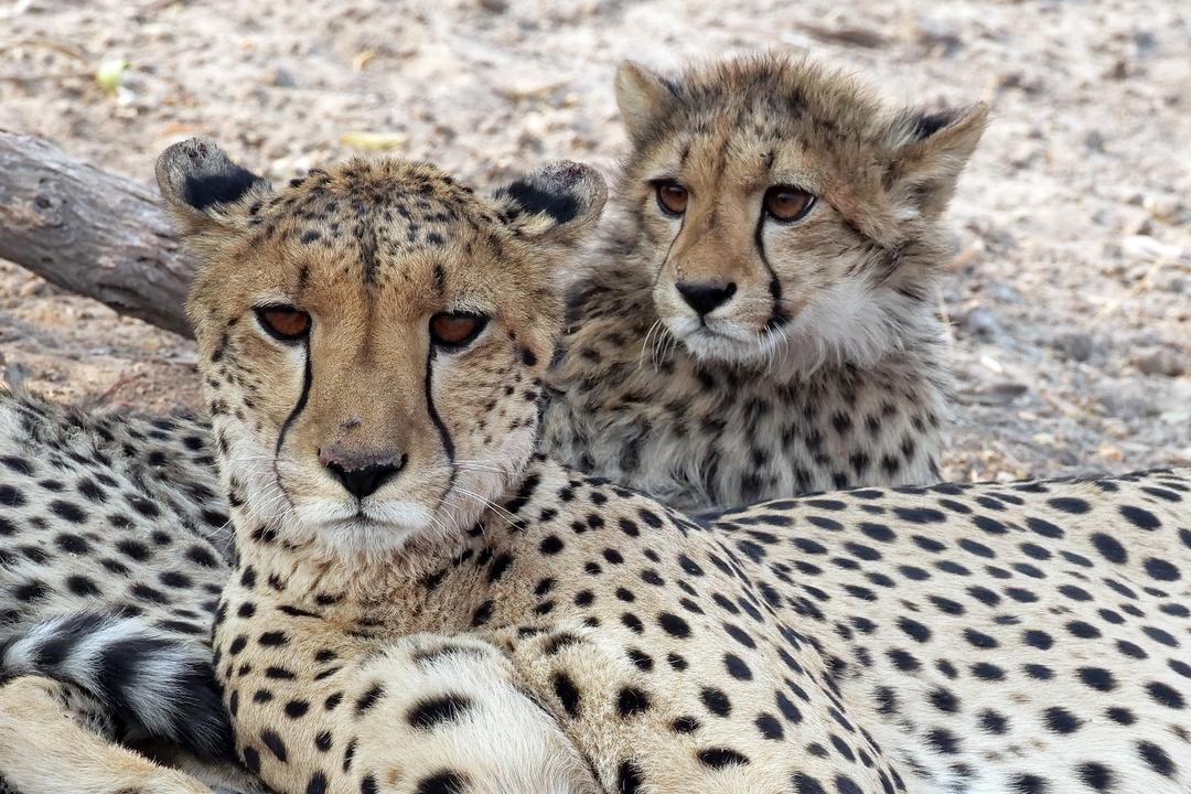 Cheetah Pair on Kalahari Plains