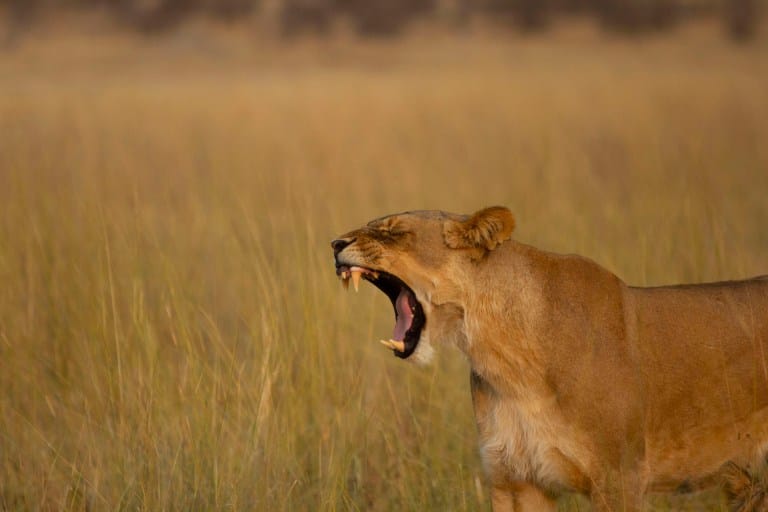 Majestic Lion of Savuti & Moremi