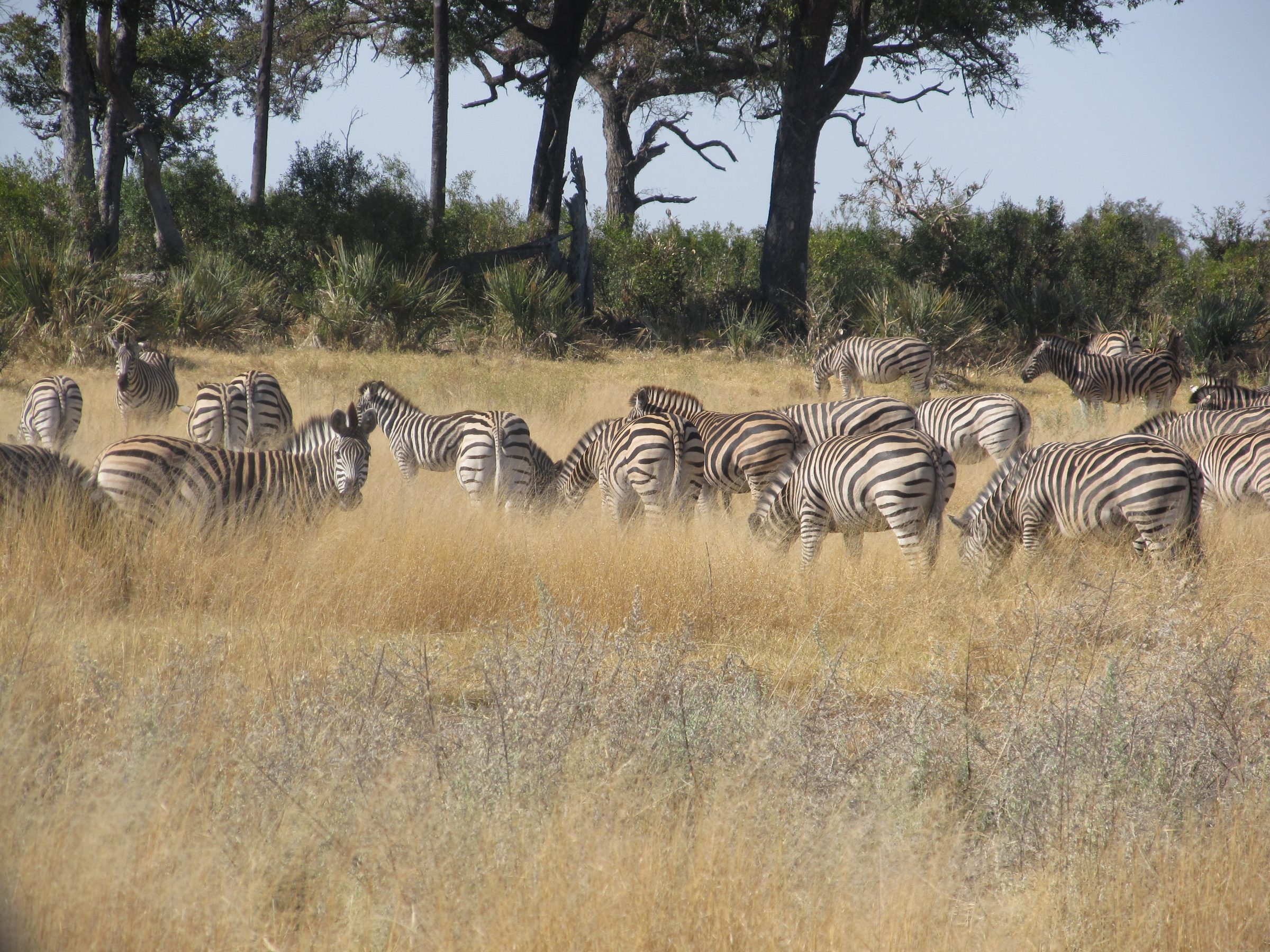 Zebra Herd in Savuti