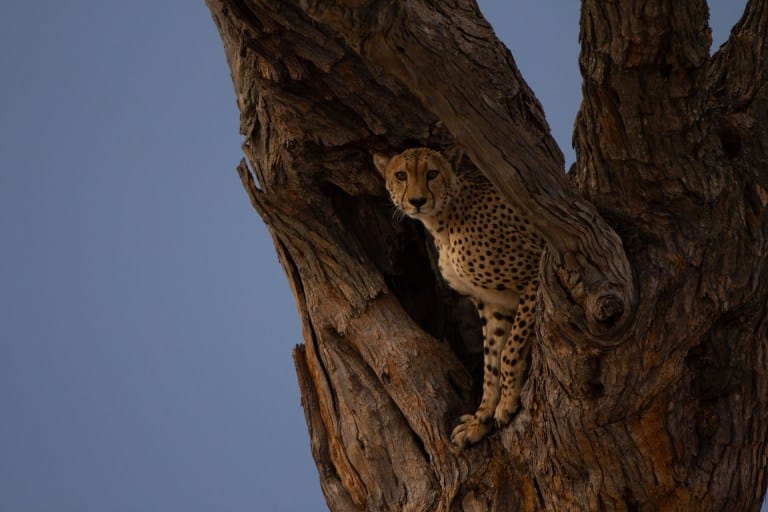 Moremi Predator Game Drive
