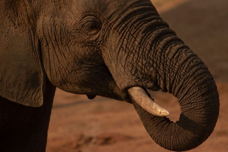 Moremi Game Reserve Wildlife